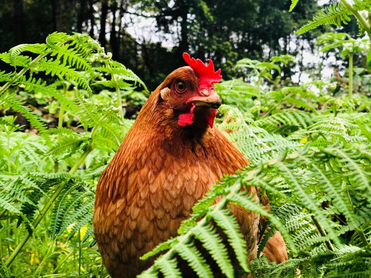 Quinta Pereirinha Farm - A Private 3 Bedroom Vacation Home, Close To Hiking W Ocean Views - Pico Island, Azores Сан-Роки-ду-Пику Экстерьер фото